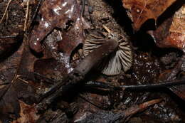 Image of Neohygrocybe subovina (Hesler & A. H. Sm.) Lodge & Padamsee 2013