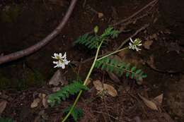 Image de Astragalus agnicidus Barneby