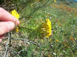 Image of Euryops linifolius (L.) DC.