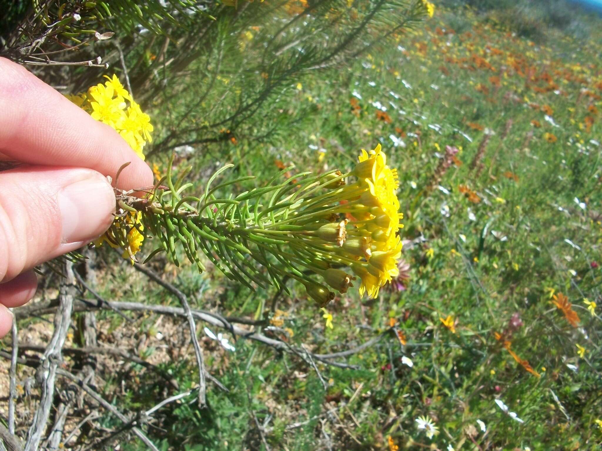 Euryops linifolius (L.) DC. resmi