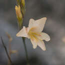 Plancia ëd Gladiolus monticola Goldblatt & J. C. Manning