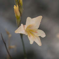 Gladiolus monticola Goldblatt & J. C. Manning resmi