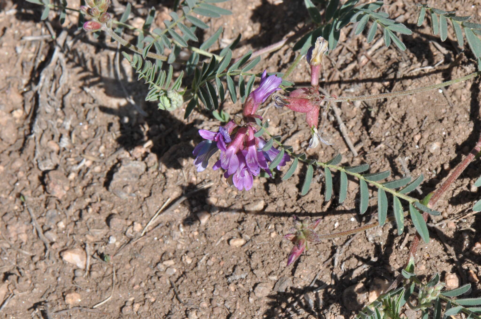 Imagem de Astragalus hallii A. Gray