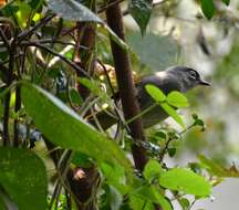 Image of Black-browed Greenbul