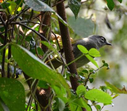 Arizelocichla fusciceps (Shelley 1893)的圖片