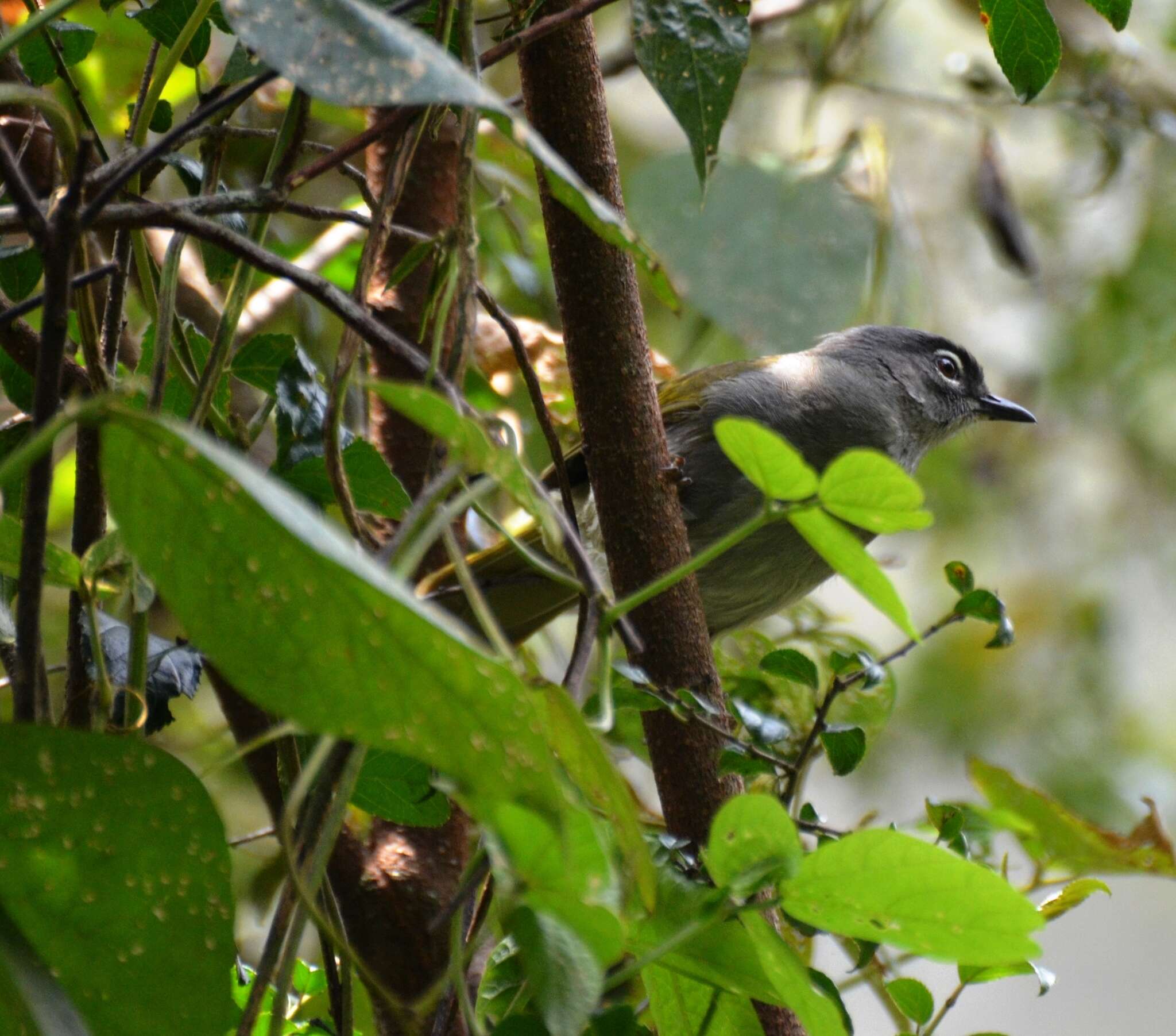 Image of Black-browed Greenbul