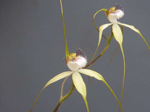 Image of Esperance white spider orchid