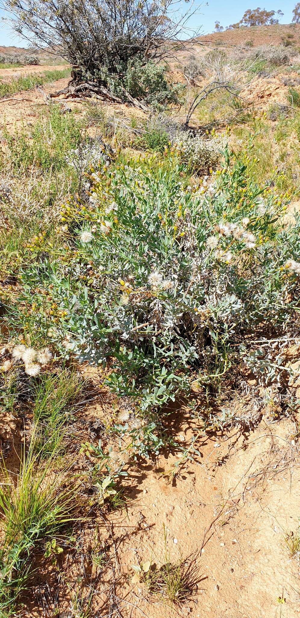 Senecio magnificus F. Müll. resmi