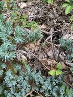 Image of Creeping Juniper