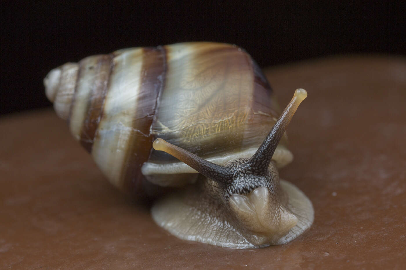 Image of Amphidromus inversus (Müller 1774)