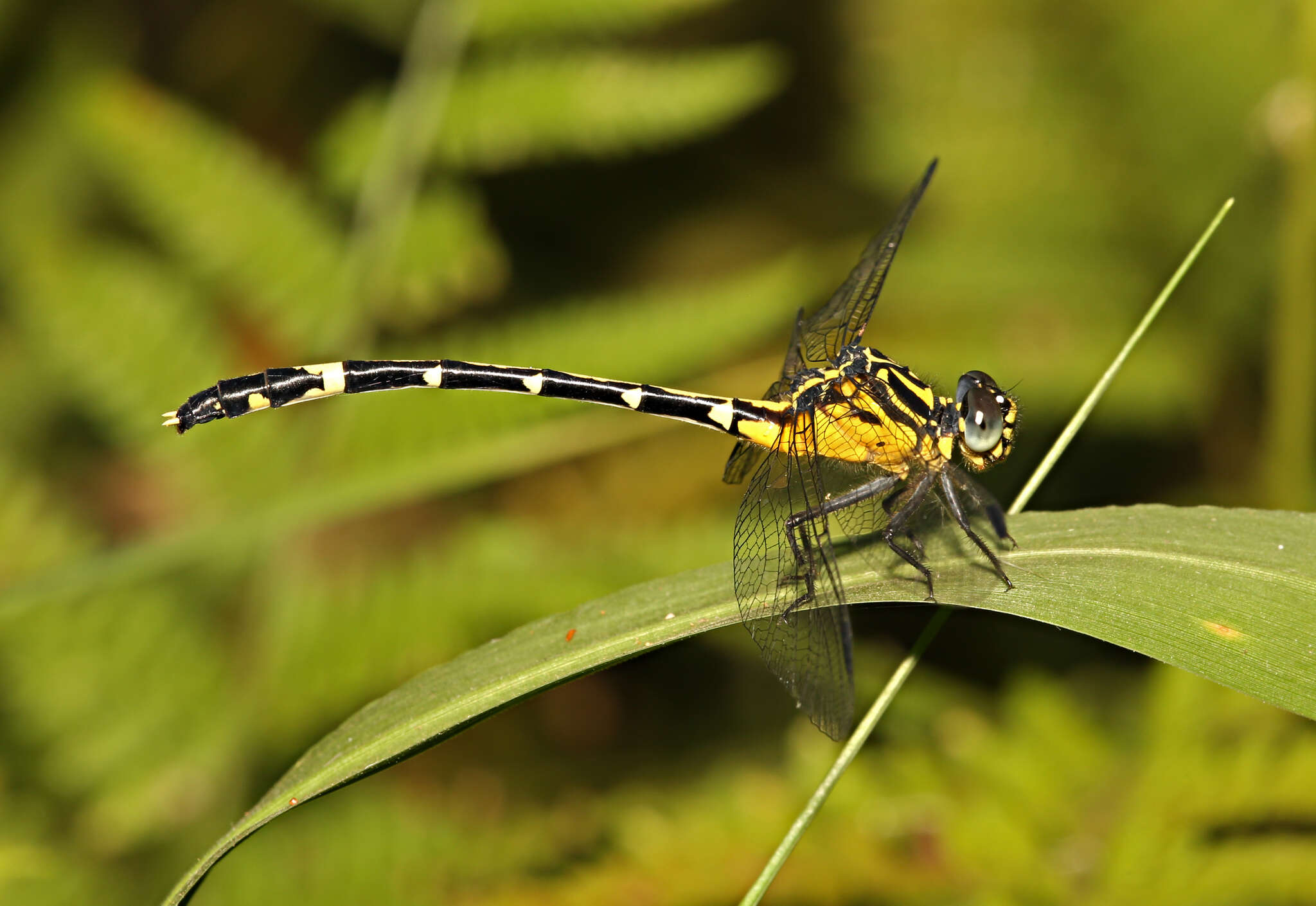 Imagem de Austrogomphus amphiclitus (Selys 1873)