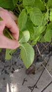 Image of Kohleria tubiflora (Cav.) Hanst.