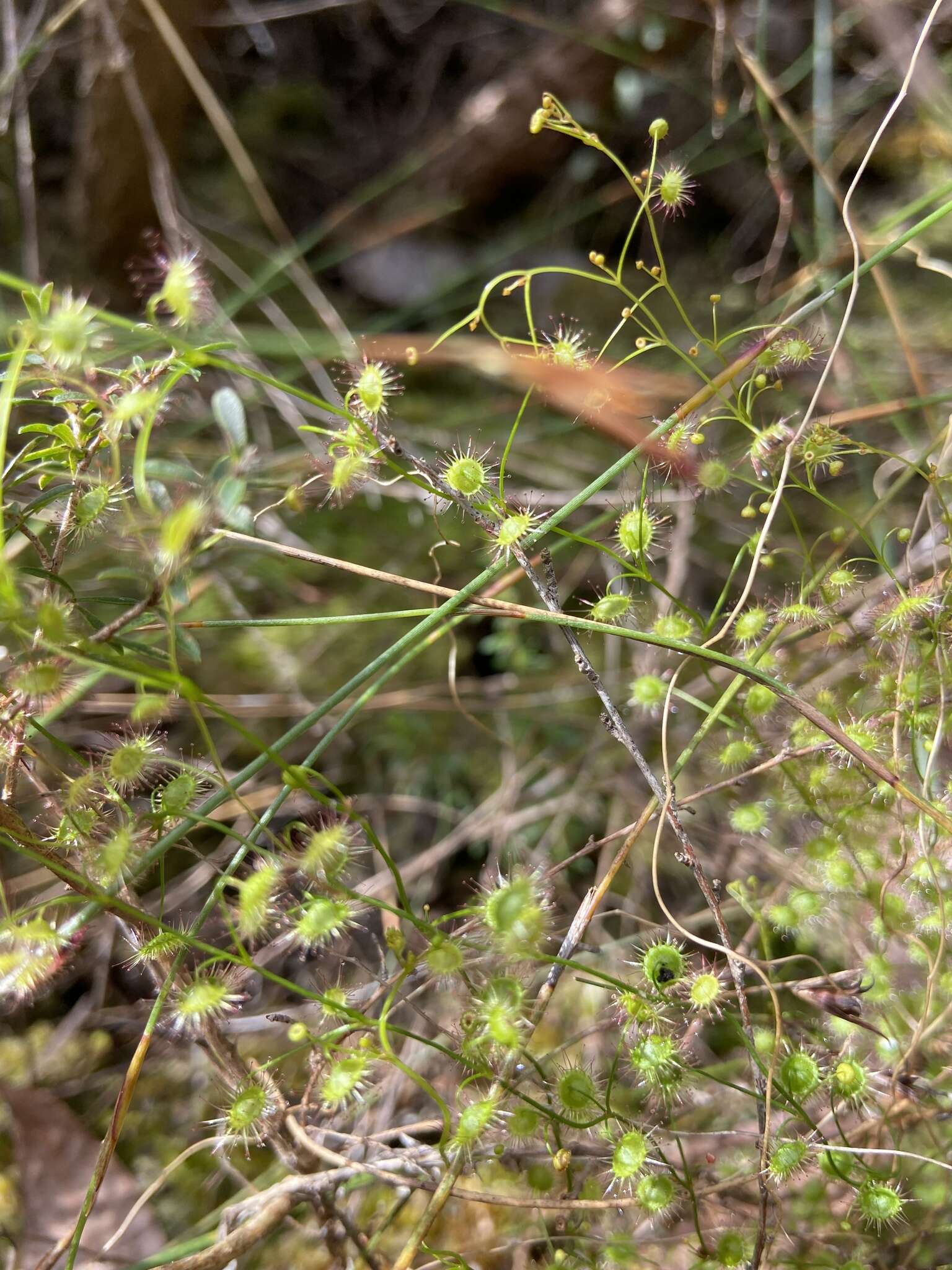 Image de Drosera myriantha Planch.