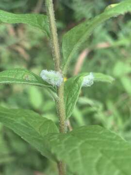 Image of Rhopalomyia clarkei Felt 1907