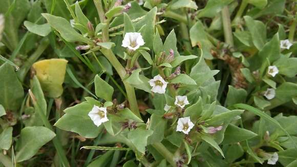 Image of Sclerophylax spinescens Miers