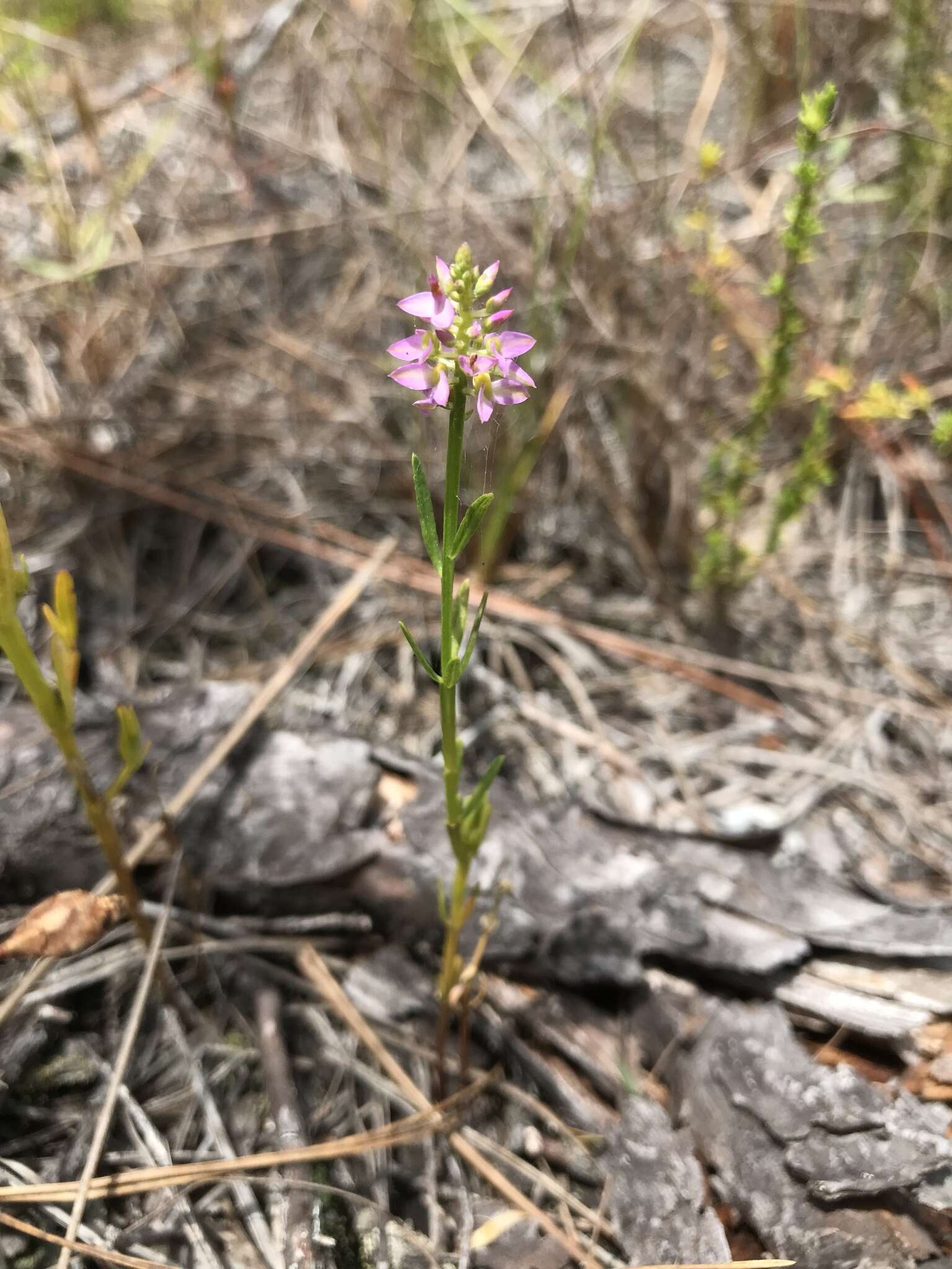 Image of Little-Leaf Milkwort