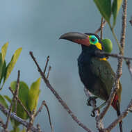 Image of Guianan Toucanet