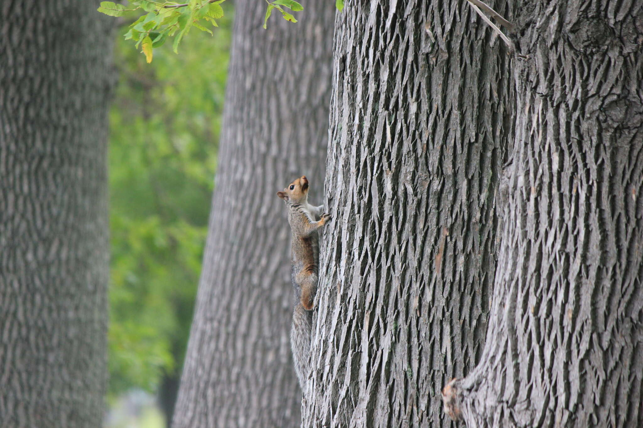 Image of Sciurus subgen. Sciurus Linnaeus 1758