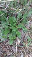 Image of Rumex tuberosus L.