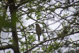 Image of Cinereous Conebill