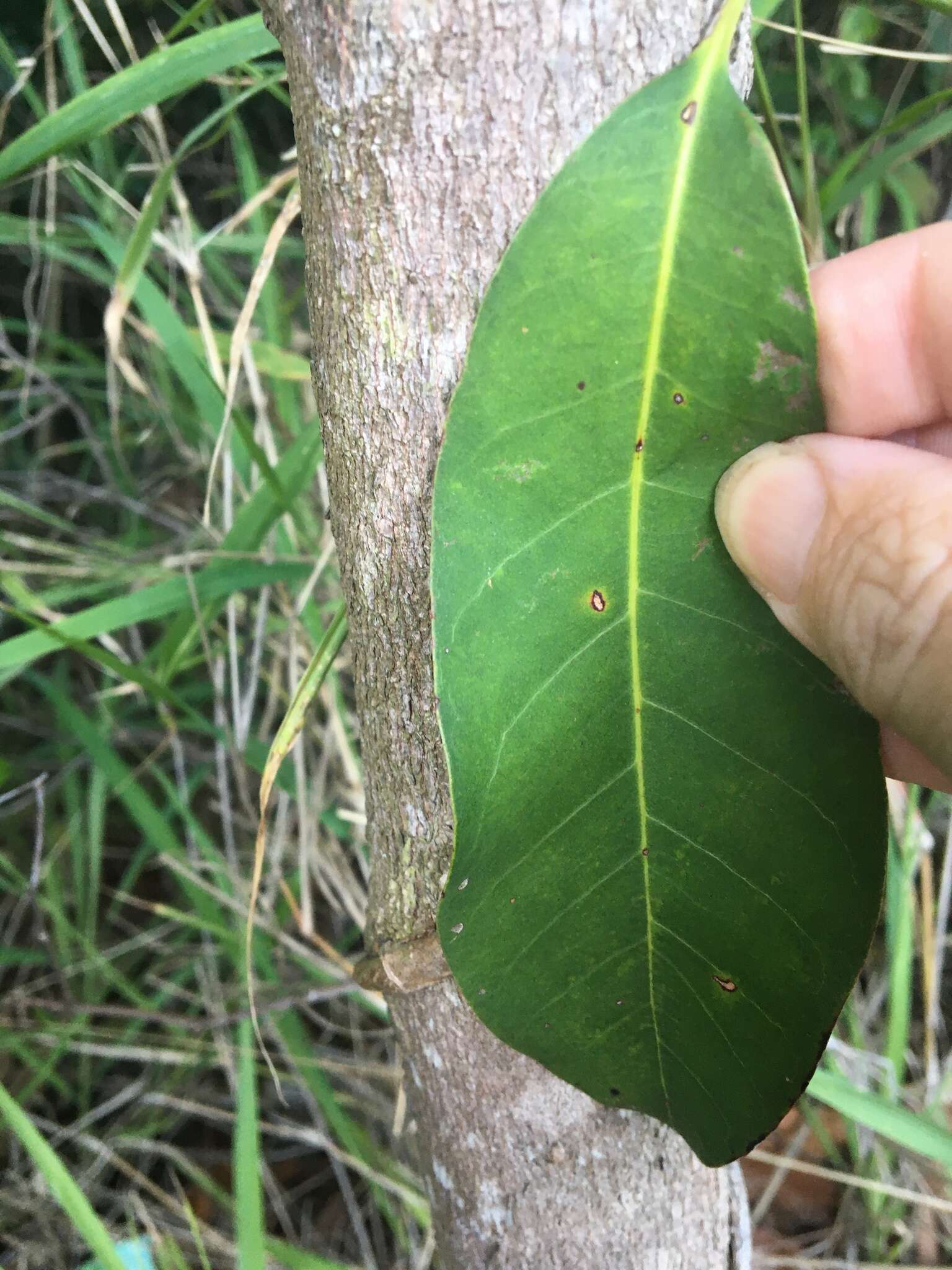 Pleioluma queenslandica (P. Royen) Swenson resmi