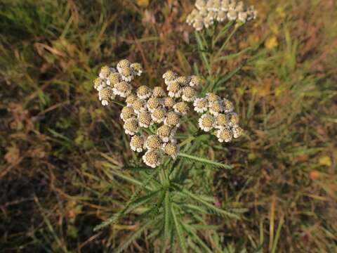 Image of Achillea ptarmicoides Maxim.