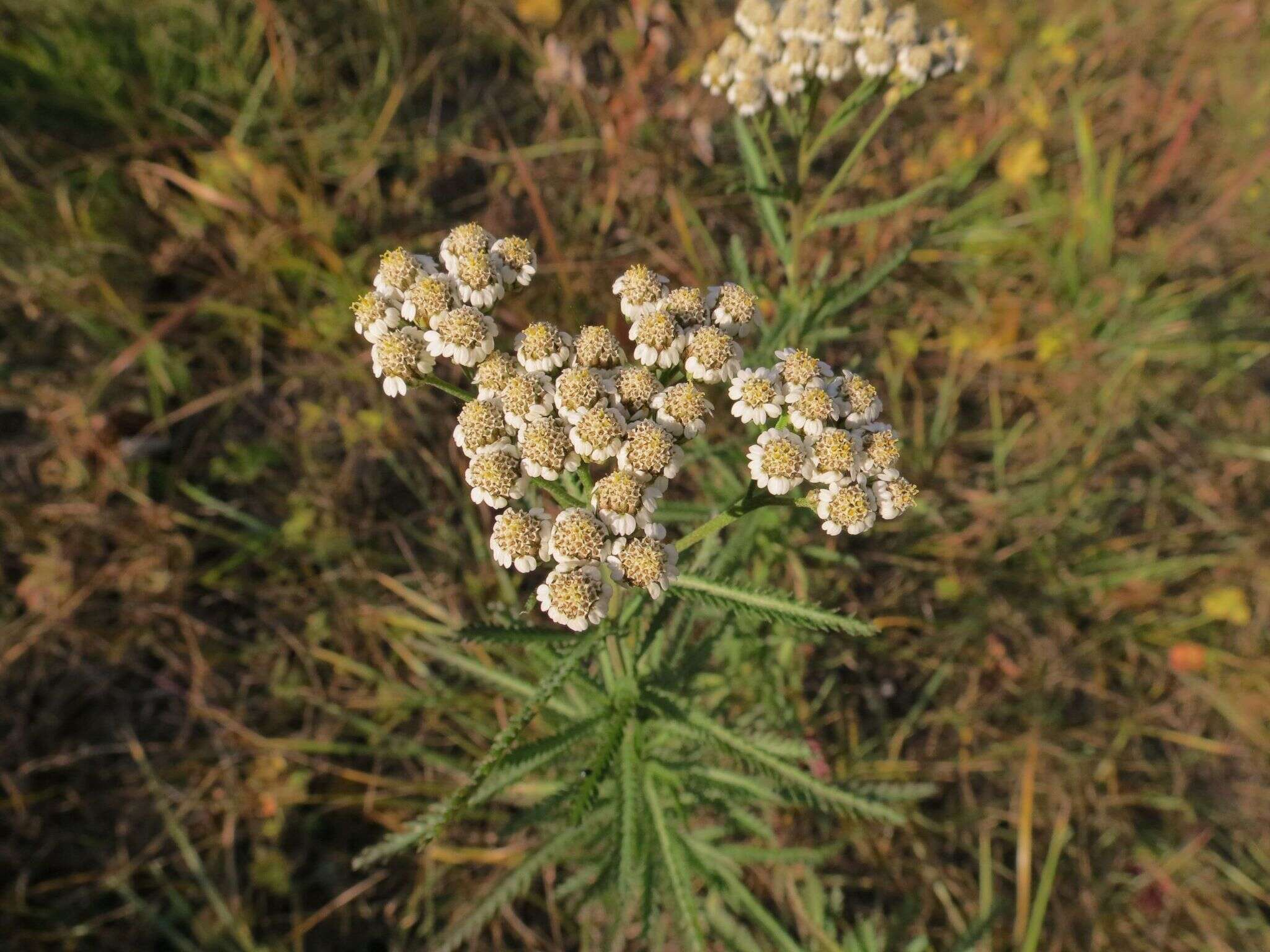 Sivun Achillea ptarmicoides Maxim. kuva