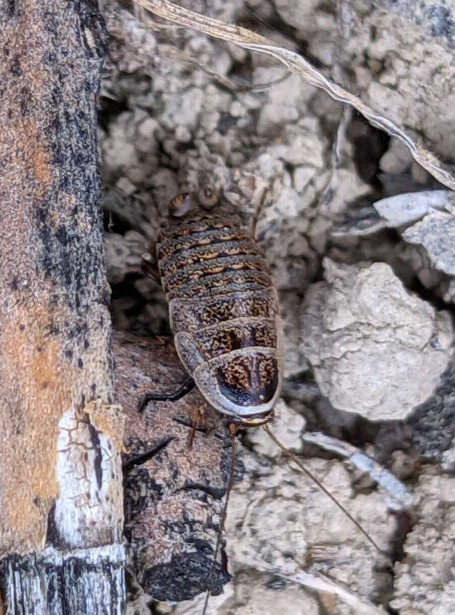 Phyllodromica (Lobolampra) subaptera (Rambur 1838)的圖片