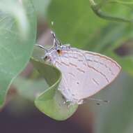 Imagem de Hypolycaena philippus philippus