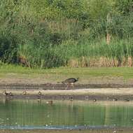 Image of Black Stork