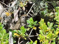 Image of Perija Thistletail