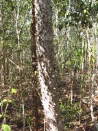 Image of Ceiba schottii Britten & E. G. Baker