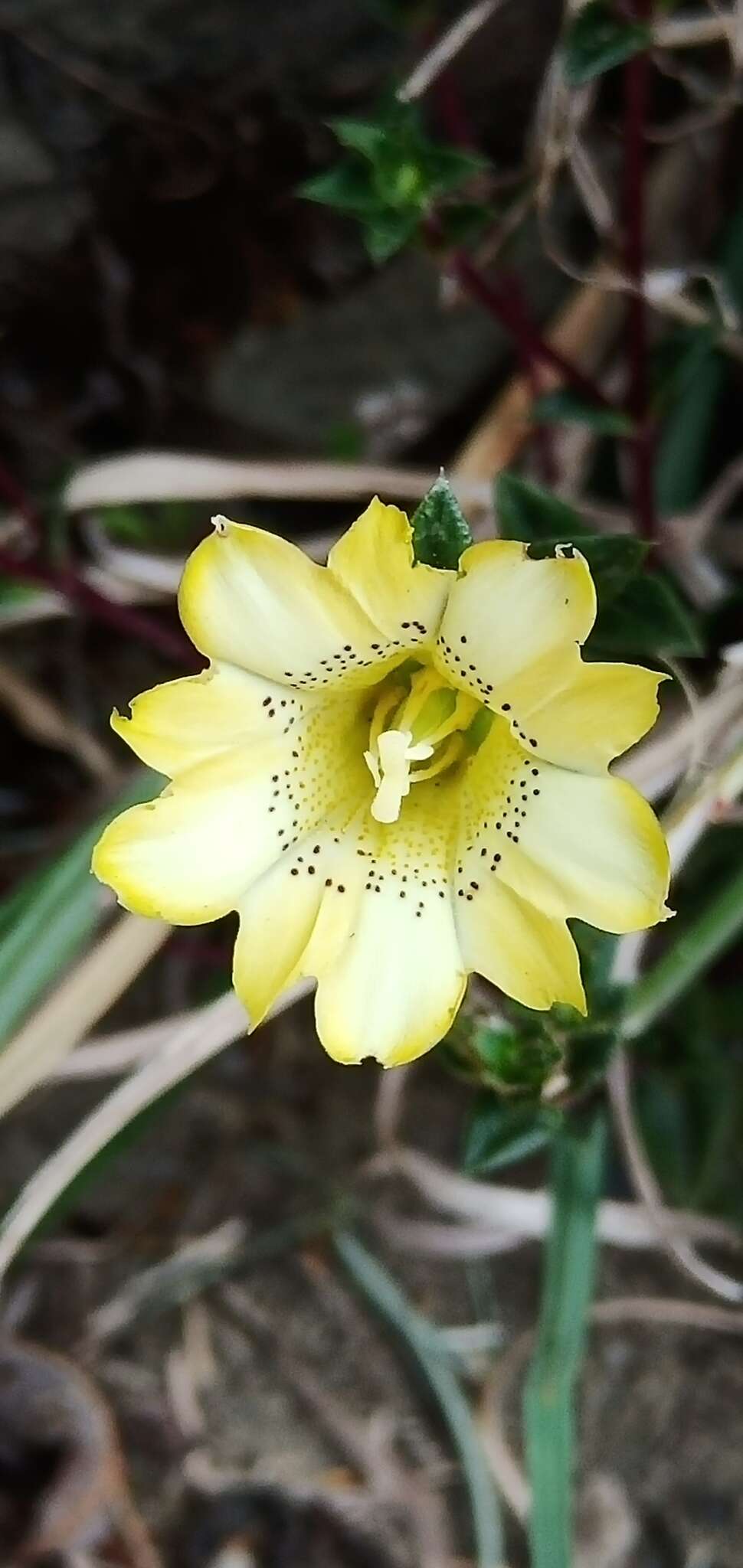 Image of Gentiana scabrida Hayata