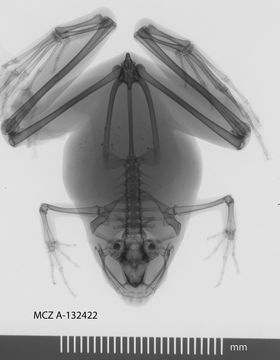 269.a132422 m berdmorei dx jpg.580x360