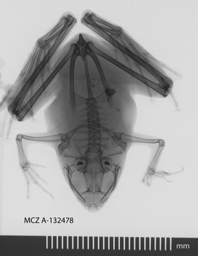 Image of Berdmore's Chorus Frog