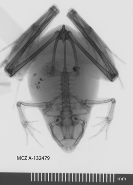 269.a132479 m berdmorei dx jpg.580x360