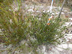 Image of Leucadendron thymifolium (Salisb. ex Knight) I. J. M. Williams