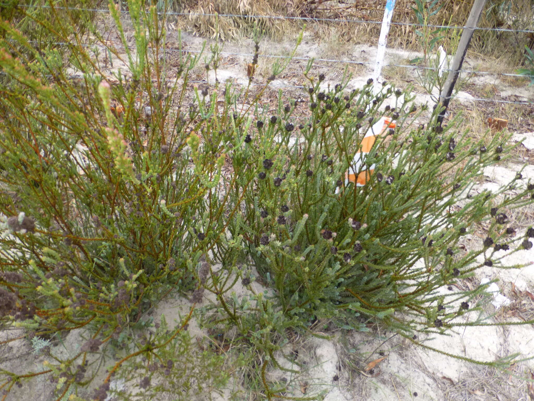 Image of Leucadendron thymifolium (Salisb. ex Knight) I. J. M. Williams