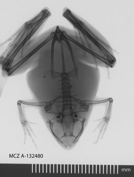 Image of Berdmore's Chorus Frog