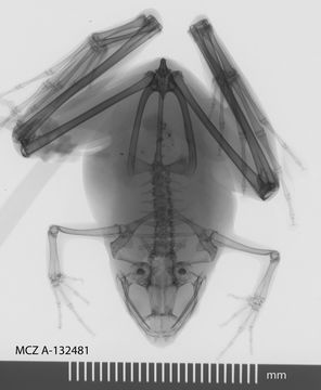 Image of Berdmore's Chorus Frog