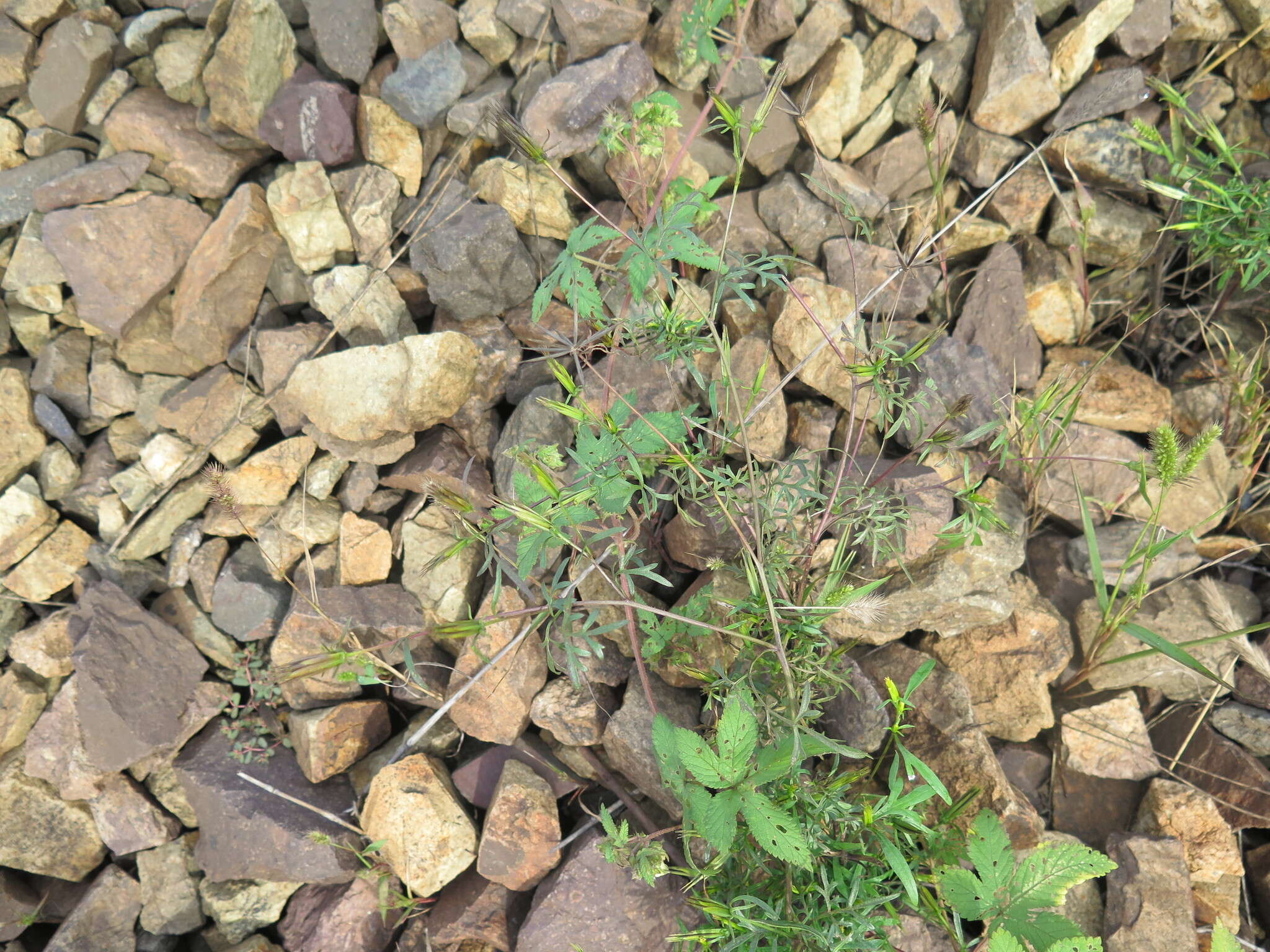 Bidens parviflora Willd.的圖片