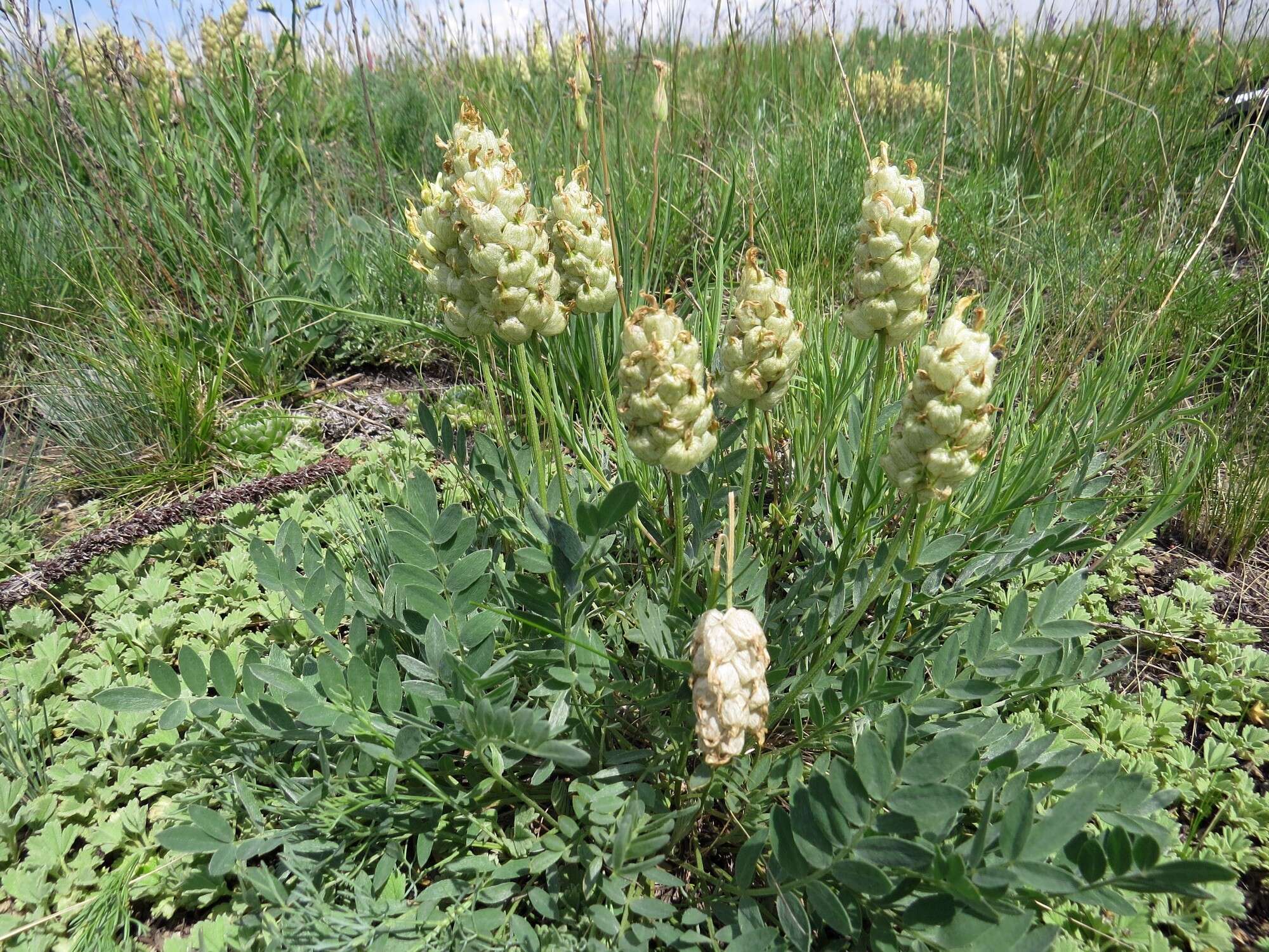 Image of Astragalus follicularis Pall.