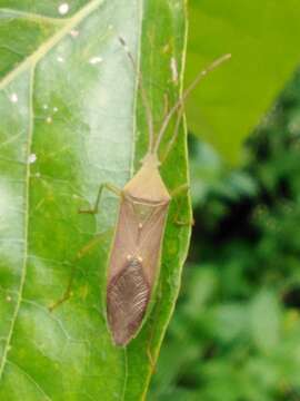 Plancia ëd Homoeocerus (Anacanthocoris) relatus Distant 1908