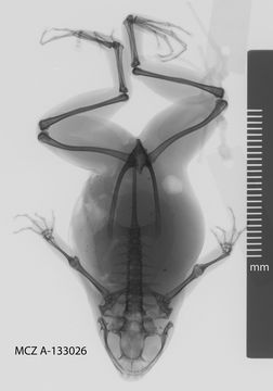 Image of <i>Austrochaperina derongo</i>