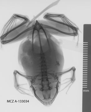 Image of <i>Austrochaperina derongo</i>