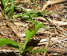 Image of Silvery Checkerspot