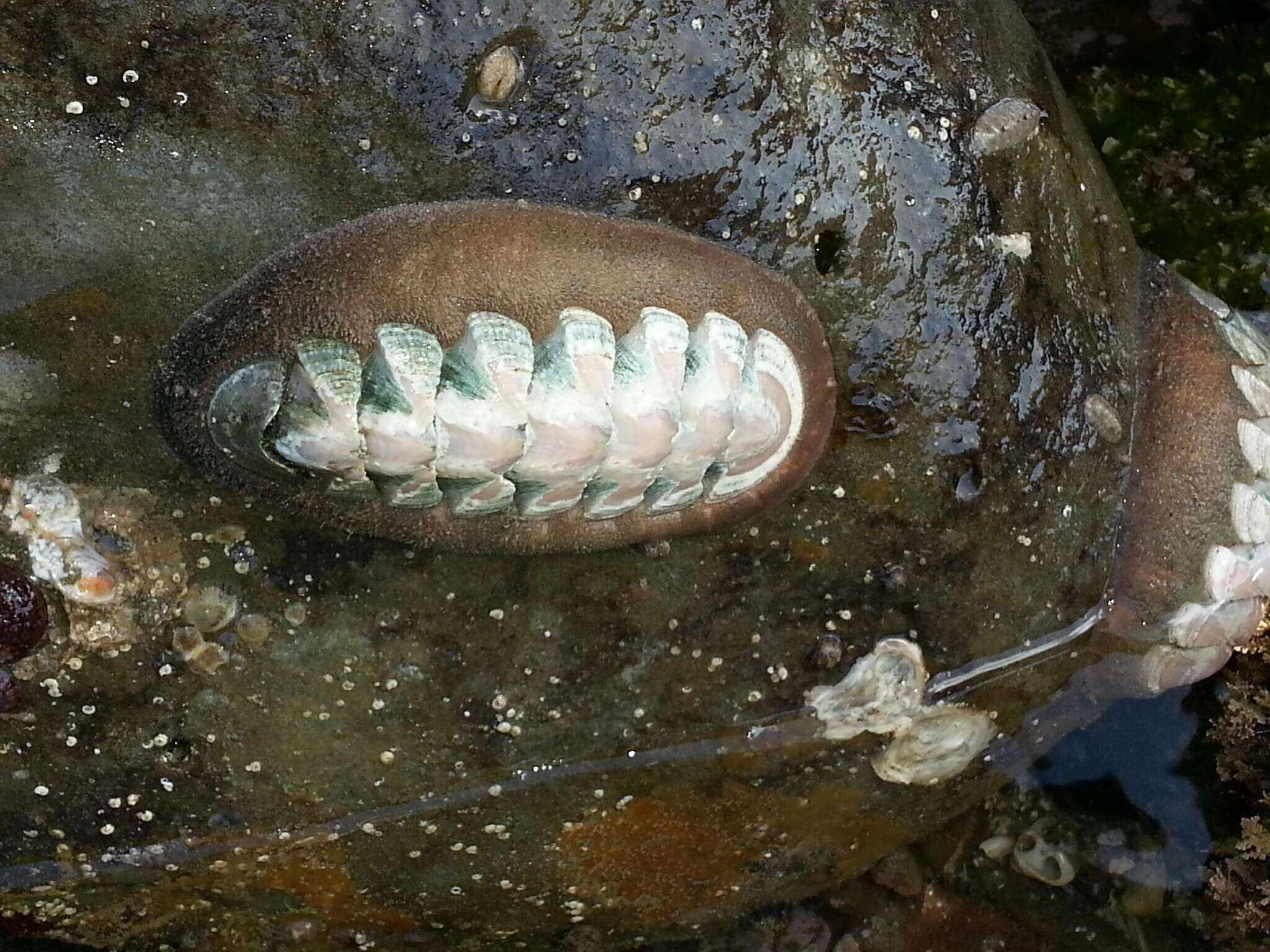 Image of conspicuous chiton