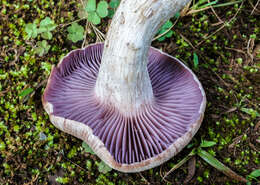 Image de Laccaria ochropurpurea (Berk.) Peck 1897