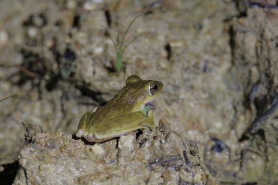 Image of Polypedates discantus Rujirawan, Stuart & Aowphol 2013