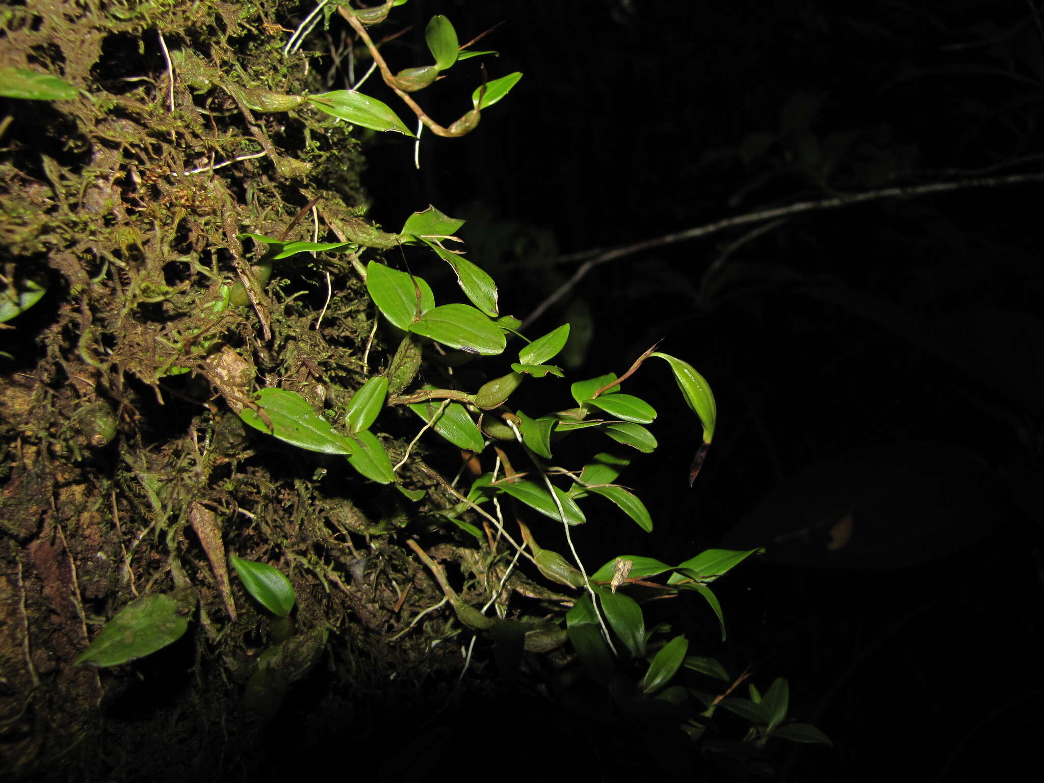 Image de Dinema polybulbon (Sw.) Lindl.